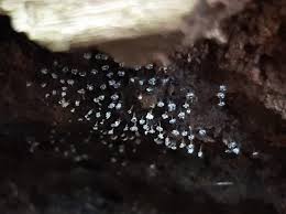 Attēlu rezultāti vaicājumam “Craterium minutum stalked”