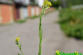 Attēlu rezultāti vaicājumam “Erysimum hieracifolium fruit”