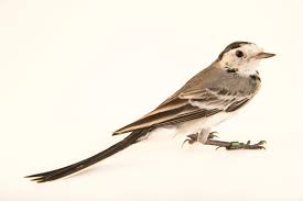 Image result for Motacilla alba