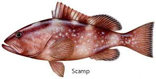 Image result for Mycteroperca phenax