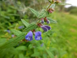 Attēlu rezultāti vaicājumam “Scutellaria galericulata leaf”