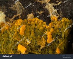 Attēlu rezultāti vaicājumam “Badhamia flavoglauca sessile”