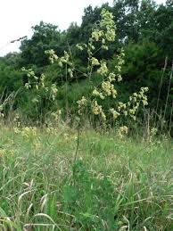 Attēlu rezultāti vaicājumam “Thalictrum minus”