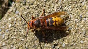 Attēlu rezultāti vaicājumam “Vespa crabro”