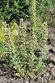 Attēlu rezultāti vaicājumam “Veronica scutellata leaf”