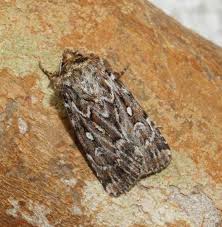 Attēlu rezultāti vaicājumam “Lycophotia porphyrea”