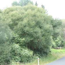 Attēlu rezultāti vaicājumam “Salix x fragilis”