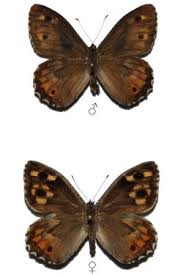 Attēlu rezultāti vaicājumam “Hipparchia semele”