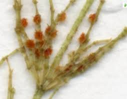 Attēlu rezultāti vaicājumam “Chara aspera”