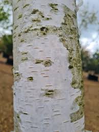 Attēlu rezultāti vaicājumam “Betula pubescens”
