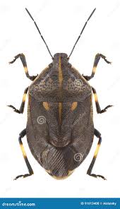 Attēlu rezultāti vaicājumam “Jalla dumosa”