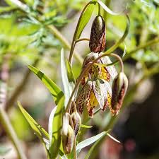 Image result for Campanula affinis