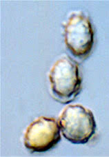 Attēlu rezultāti vaicājumam “Collaria rubens spores”