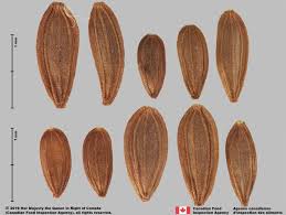 Attēlu rezultāti vaicājumam “Sonchus asper”