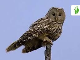 Attēlu rezultāti vaicājumam “Strix uralensis adult”