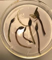 Attēlu rezultāti vaicājumam “Hydrocharis morsus-ranae fruit”