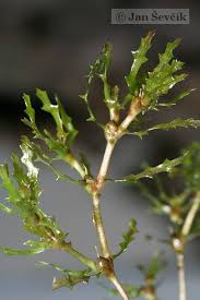 Attēlu rezultāti vaicājumam “Najas marina”