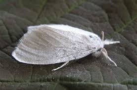 Attēlu rezultāti vaicājumam “Euproctis similis imago”