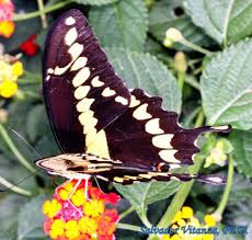 Attēlu rezultāti vaicājumam “Papilionidae”