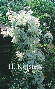 Attēlu rezultāti vaicājumam “Populus x jackii flower”