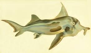Image result for Callorhinchus capensis