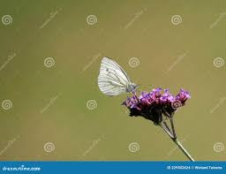 Attēlu rezultāti vaicājumam “Pieris napi underside”