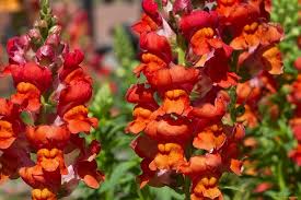 Image result for Antirrhinum majus maximum