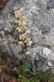 Attēlu rezultāti vaicājumam “Pyrola media”