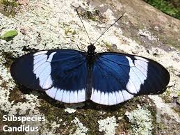 Attēlu rezultāti vaicājumam “Lophozia longidens”