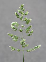 Attēlu rezultāti vaicājumam “Poa humilis”