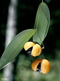 Attēlu rezultāti vaicājumam “Hordelymus europaeus fruit”