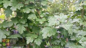 Attēlu rezultāti vaicājumam “Crataegus laevigata leaf”