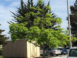 Attēlu rezultāti vaicājumam “Carya ovata”