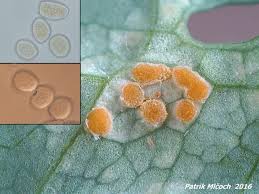 Attēlu rezultāti vaicājumam “Melampsora magnusiana”