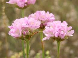 Attēlu rezultāti vaicājumam “Armeria vulgaris”