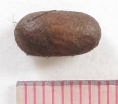 Attēlu rezultāti vaicājumam “Diprionidae cocoon”