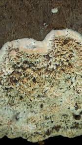 Attēlu rezultāti vaicājumam “Postia undosa”