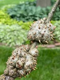 Attēlu rezultāti vaicājumam “gall”