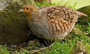 Attēlu rezultāti vaicājumam “Perdix perdix”