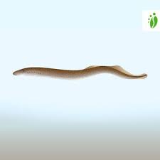 Image result for Lampetra fluviatilis