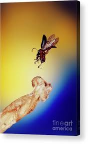 Attēlu rezultāti vaicājumam “Phyllotreta sp.”