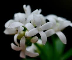 Attēlu rezultāti vaicājumam “Galium odoratum fruit”
