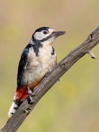 Attēlu rezultāti vaicājumam “Dendrocopos major male”