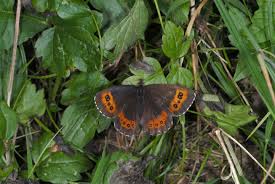 Attēlu rezultāti vaicājumam “Erebia ligea”