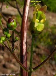 Attēlu rezultāti vaicājumam “Scrophularia nodosa leaf”