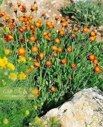 Image result for Hieracium aurantiacum