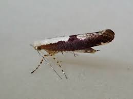 Attēlu rezultāti vaicājumam “Argyresthia semifusca”