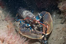 Image result for Homarus gammarus