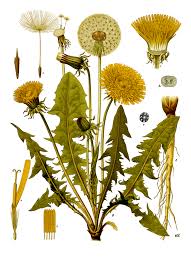 Attēlu rezultāti vaicājumam “Taraxacum suecicum flower”