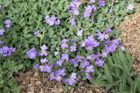 Attēlu rezultāti vaicājumam “Aubrieta deltoidea flower”